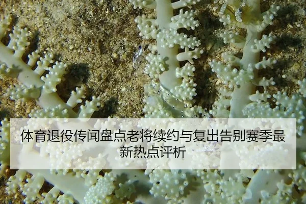 体育退役传闻盘点老将续约与复出告别赛季最新热点评析